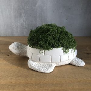 Želva z betonu - Obrázek 2