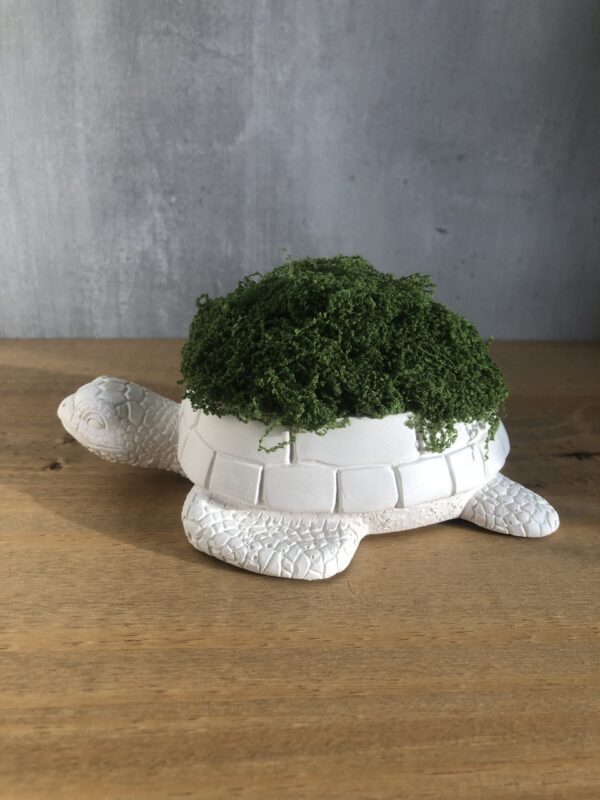 Želva z betonu - Obrázek 2